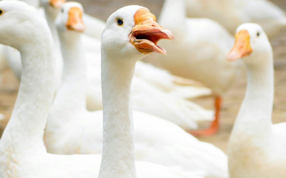 Mårten Gås på Svea